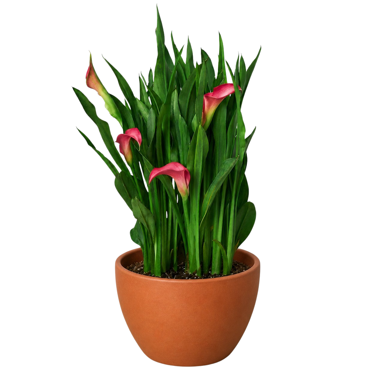 Calla Lily – view 18