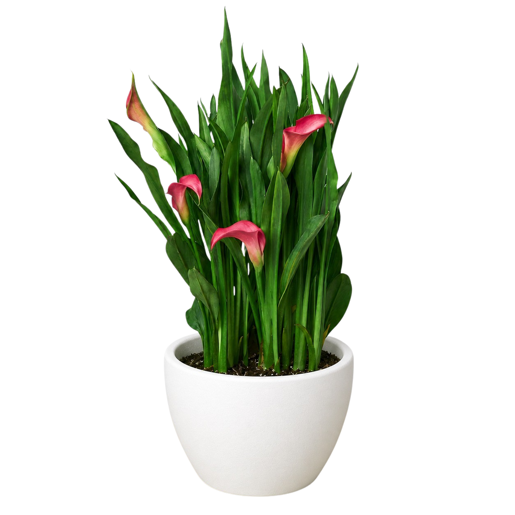 Calla Lily – view 19