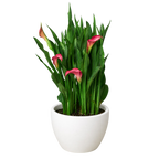 Calla Lily – view 19
