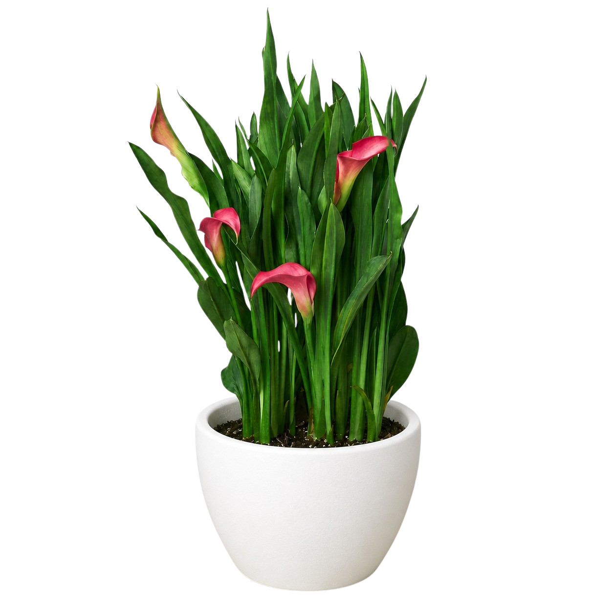 Calla Lily – view 19