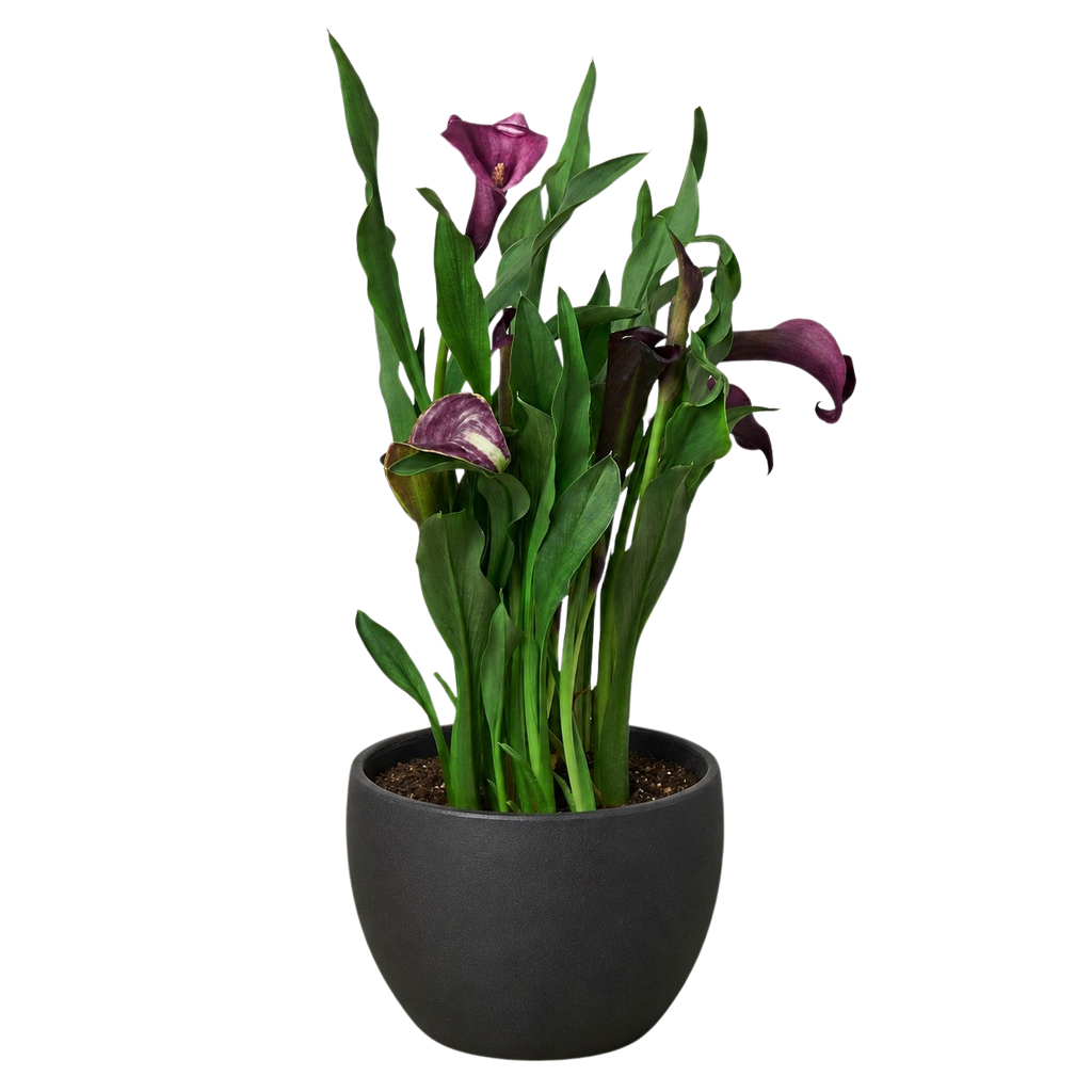 Calla Lily – view 30