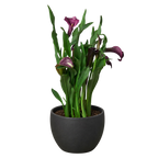 Calla Lily – view 30