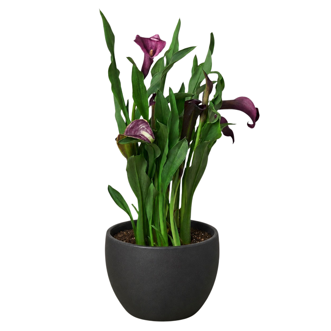 Calla Lily – view 30