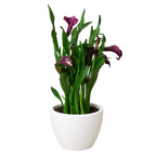Calla Lily – view 31