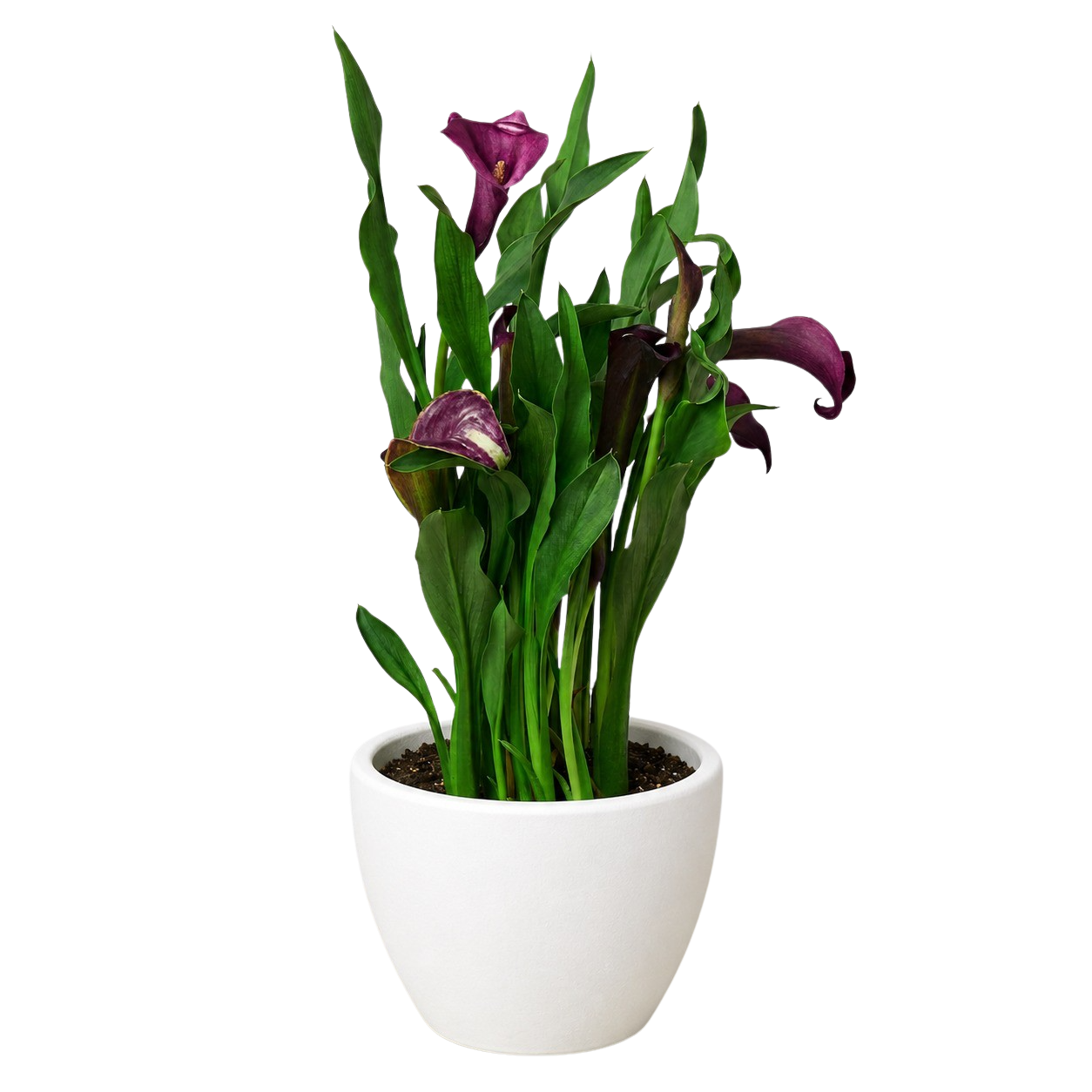 Calla Lily – view 31