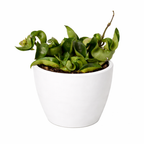 Hoya Rope Plant – view 13