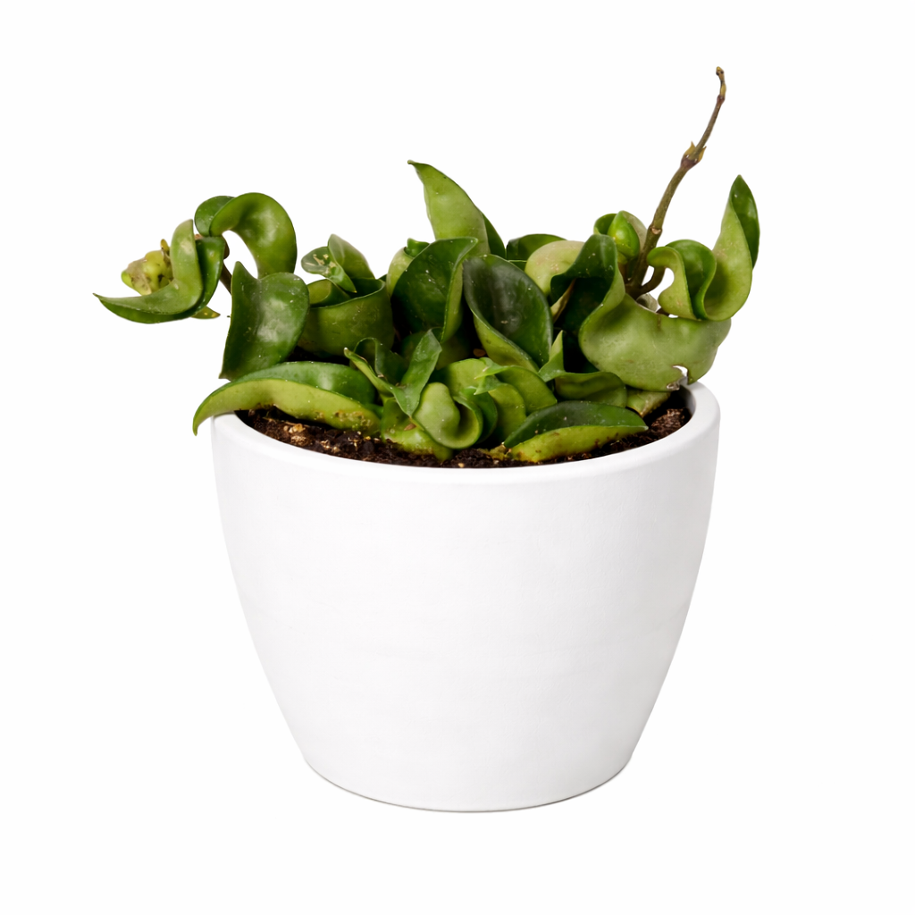 Hoya Rope Plant – view 13