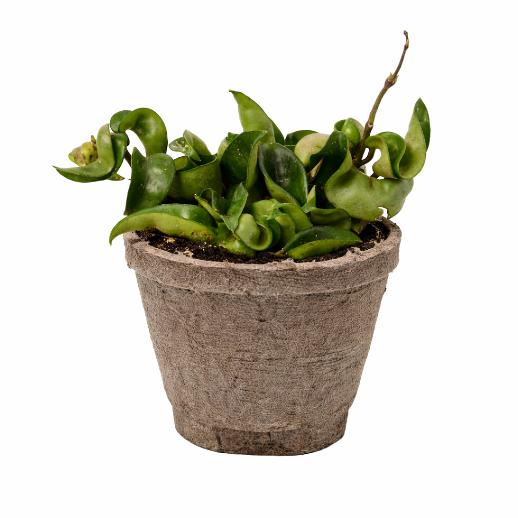 Hoya Rope Plant – view 14