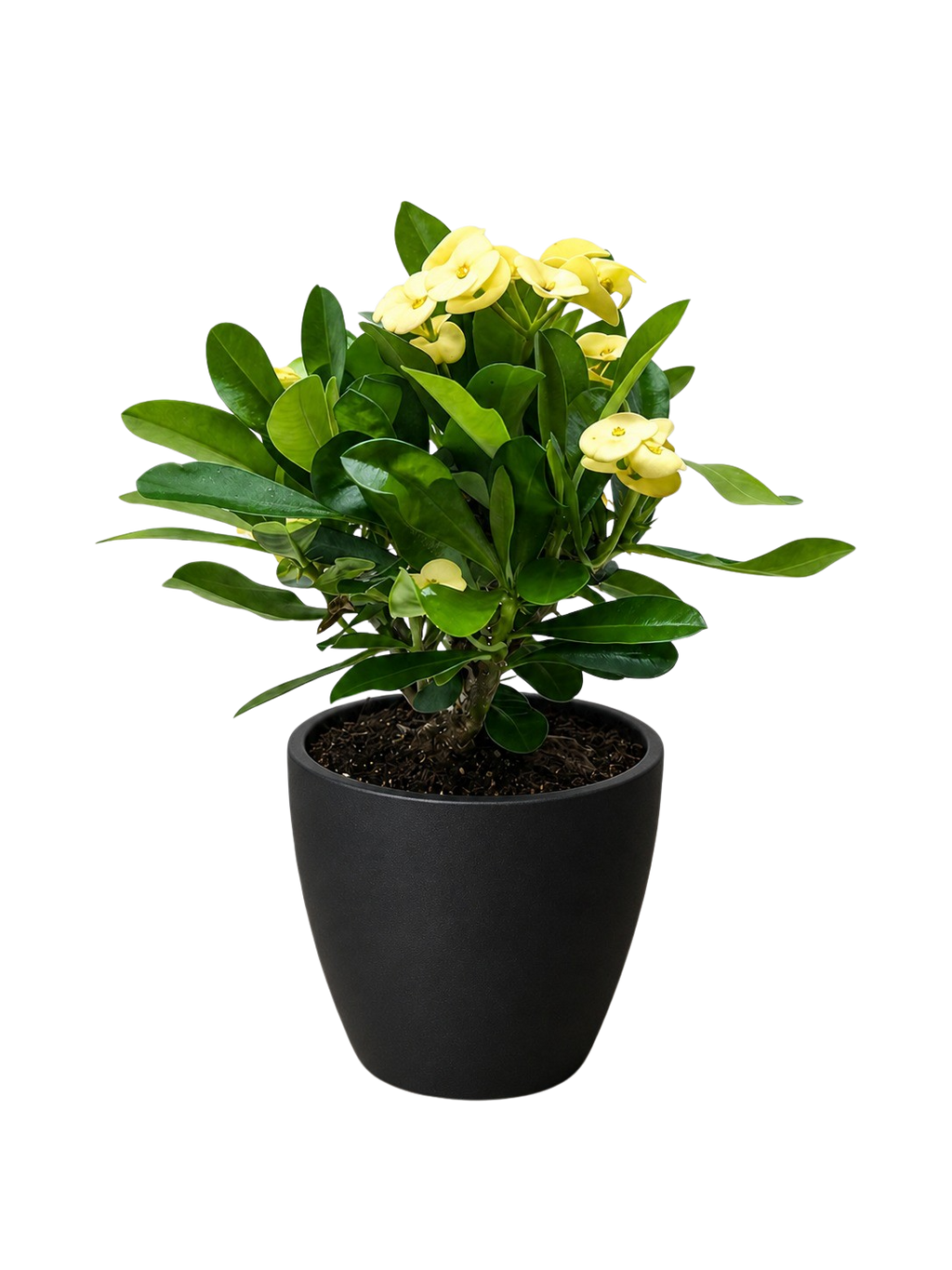 Crown of Thorns – view 16