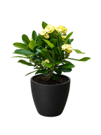 Crown of Thorns – view 16