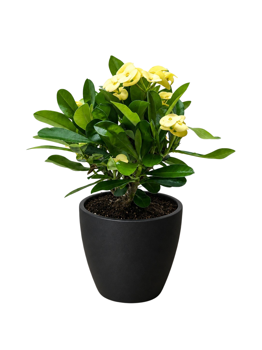 Crown of Thorns – view 16
