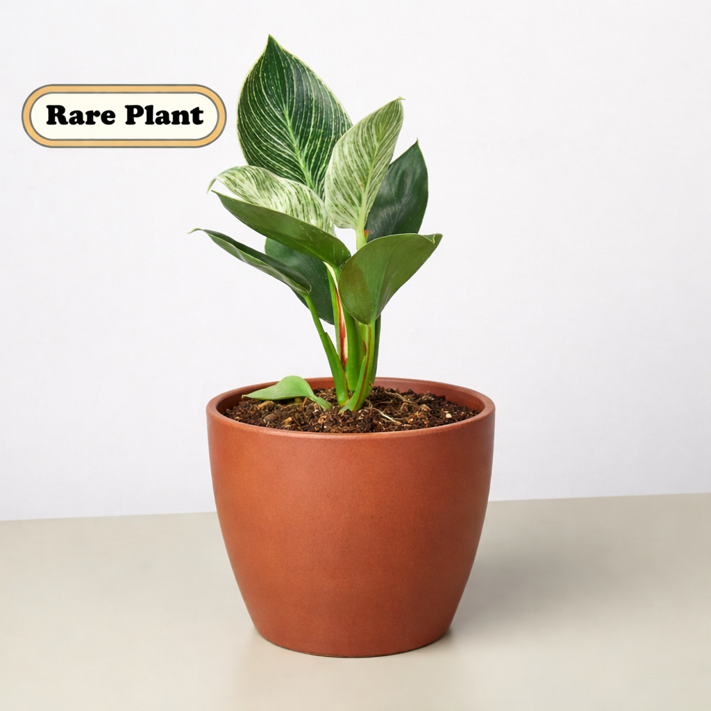 Philodendron 'Birkin' – view 6