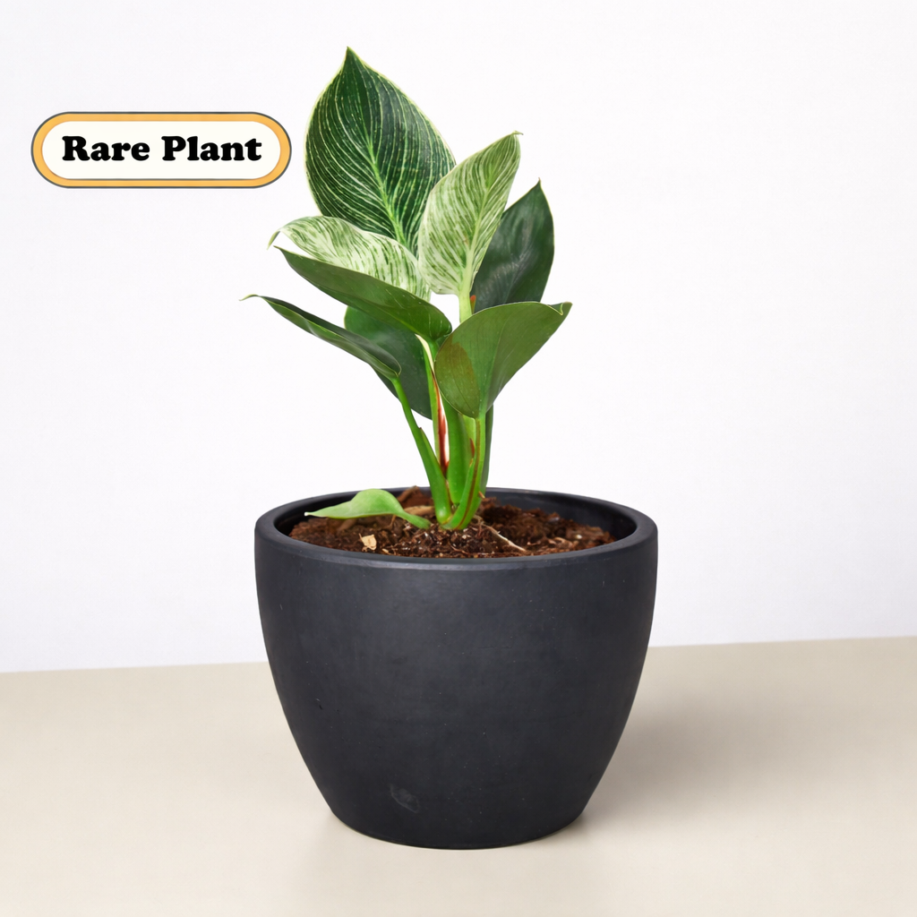 Philodendron 'Birkin' – view 7