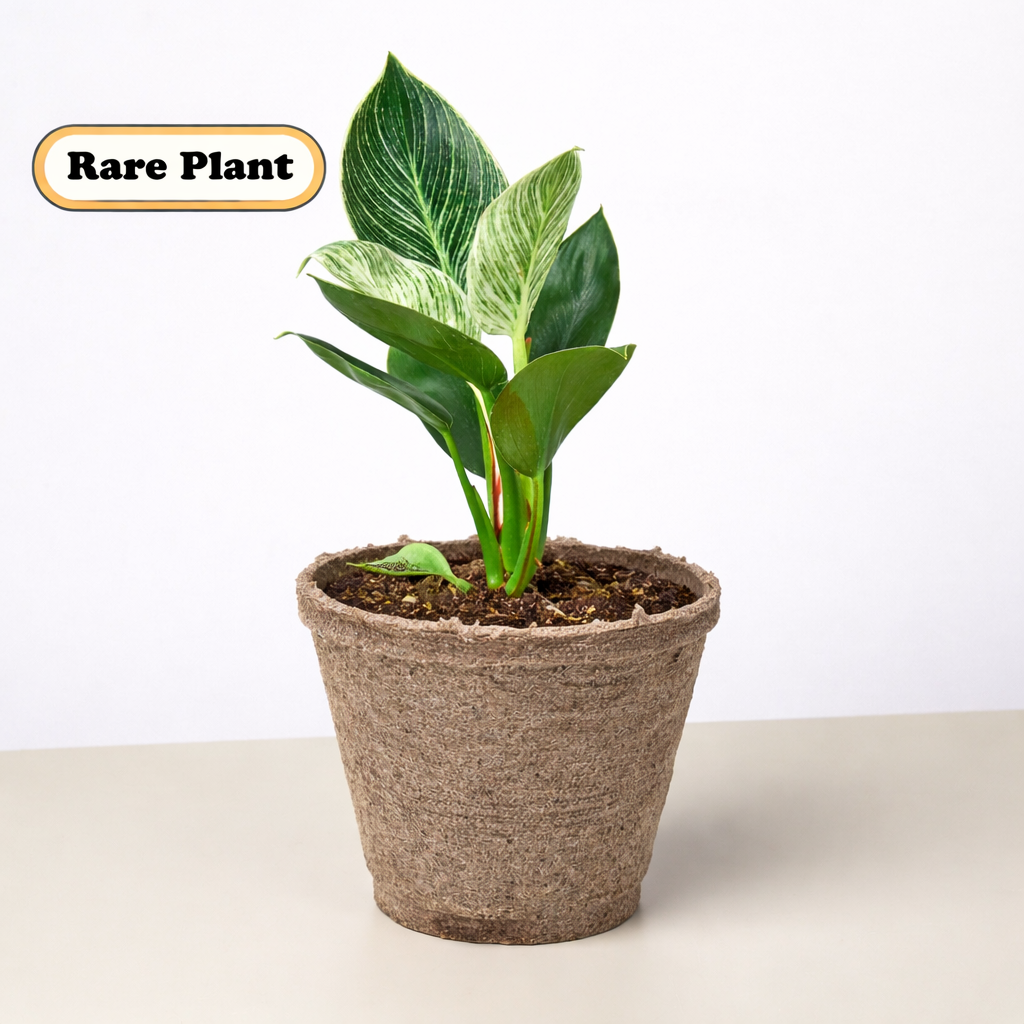 Philodendron 'Birkin' – view 8