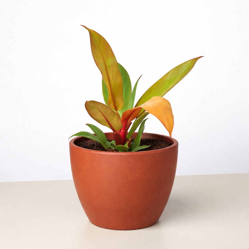 Philodendron 'Prince of Orange' – view 5