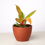 Philodendron 'Prince of Orange' – view 5