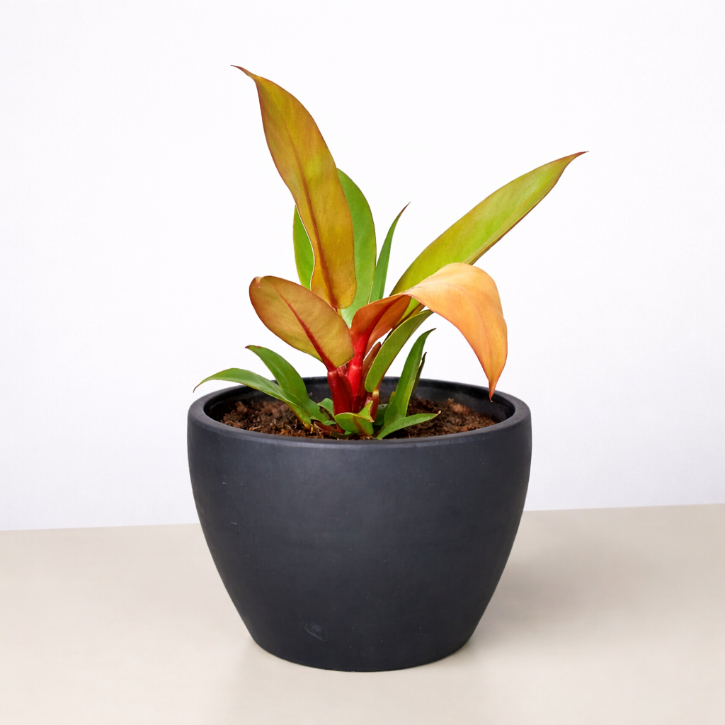 Philodendron 'Prince of Orange' – view 6