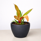 Philodendron 'Prince of Orange' – view 6