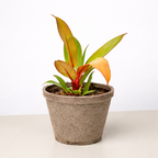 Philodendron 'Prince of Orange' – view 7