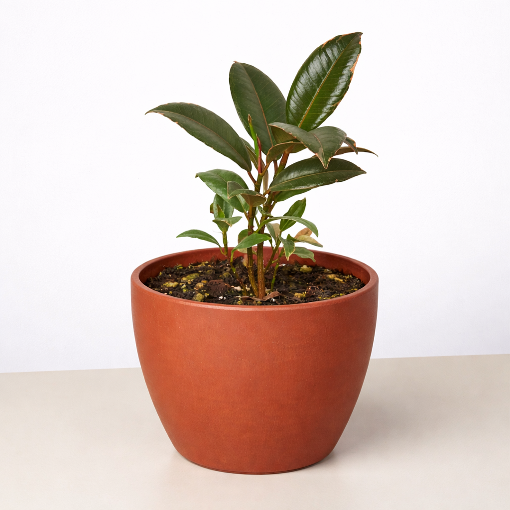 Ficus Elastica 'Tineke' – view 9