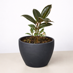 Ficus Elastica 'Tineke' – view 10