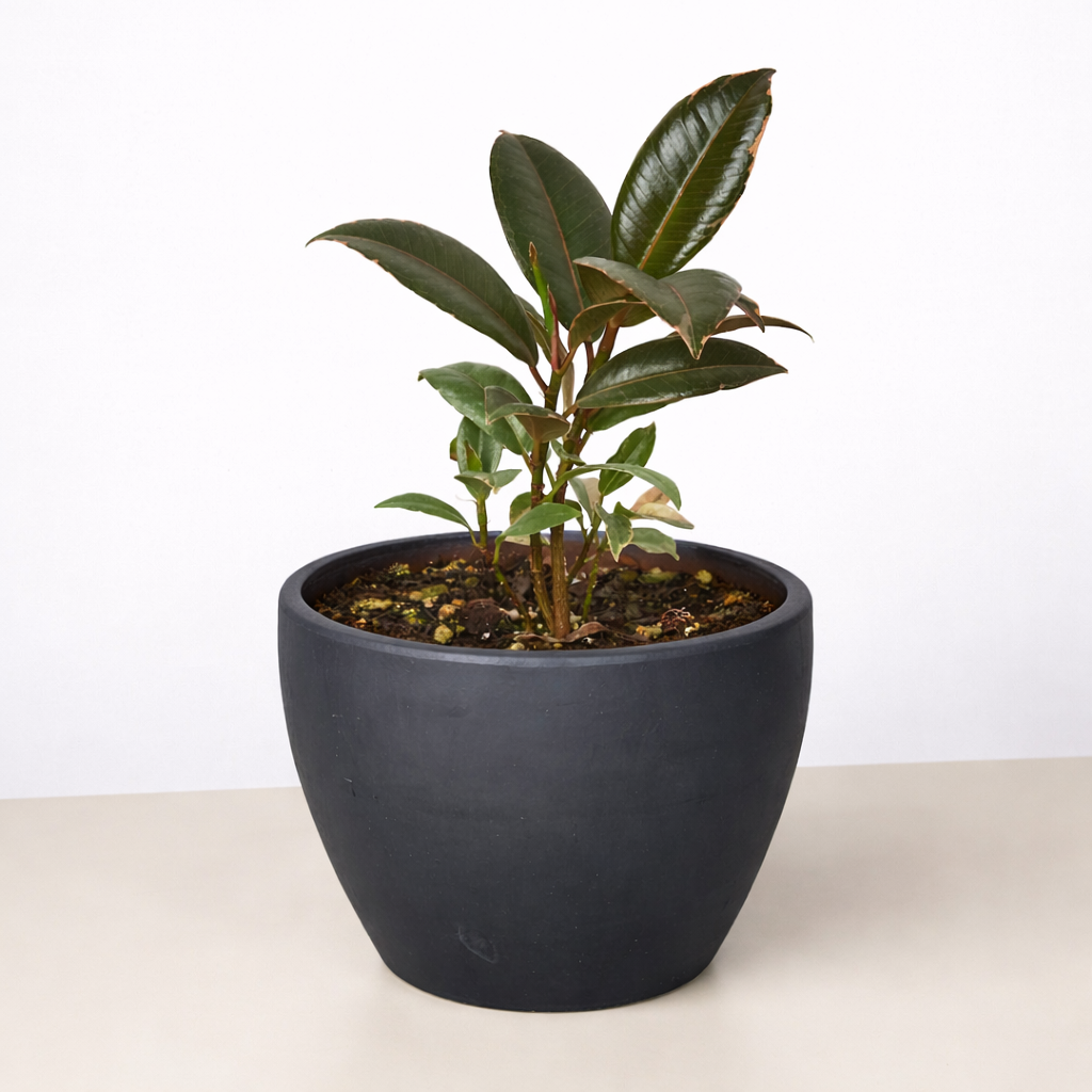 Ficus Elastica 'Tineke' – view 10