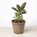 Ficus Elastica 'Tineke' – view 11