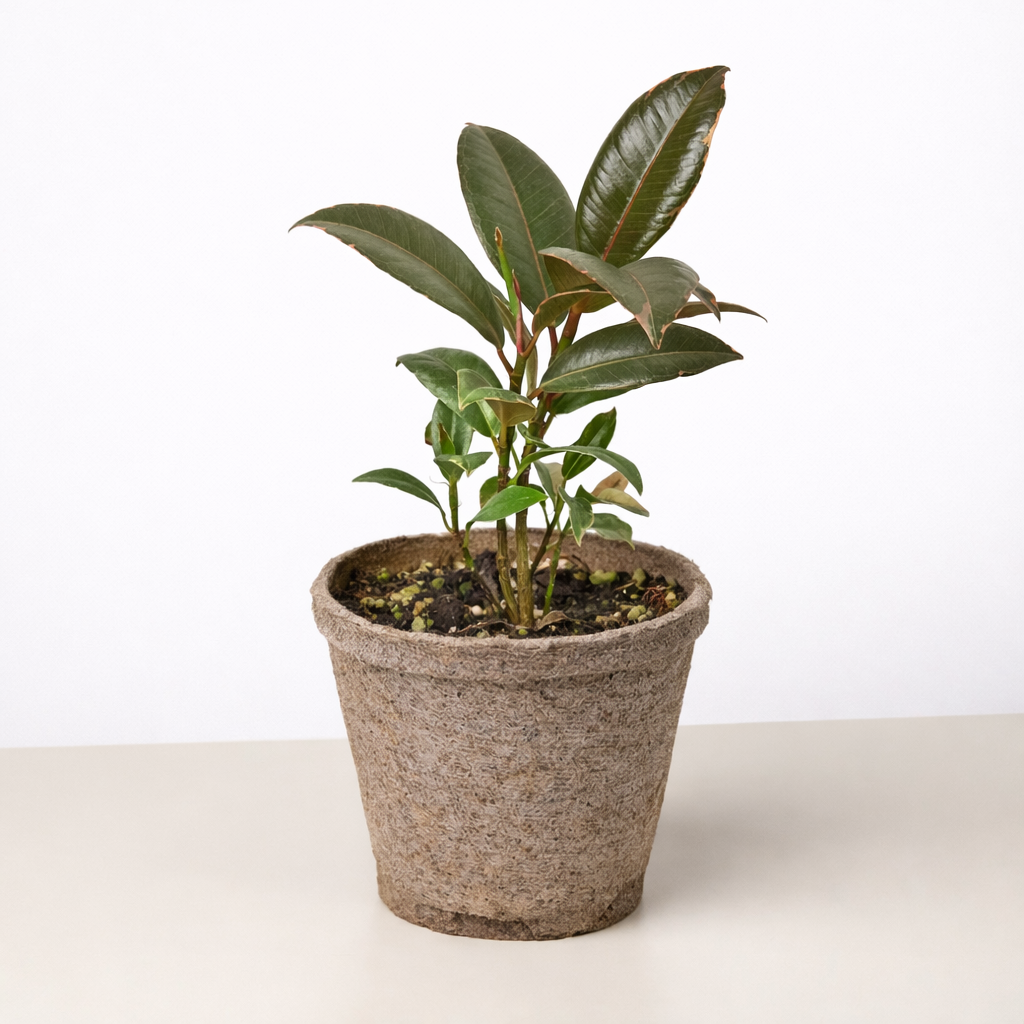 Ficus Elastica 'Tineke' – view 11