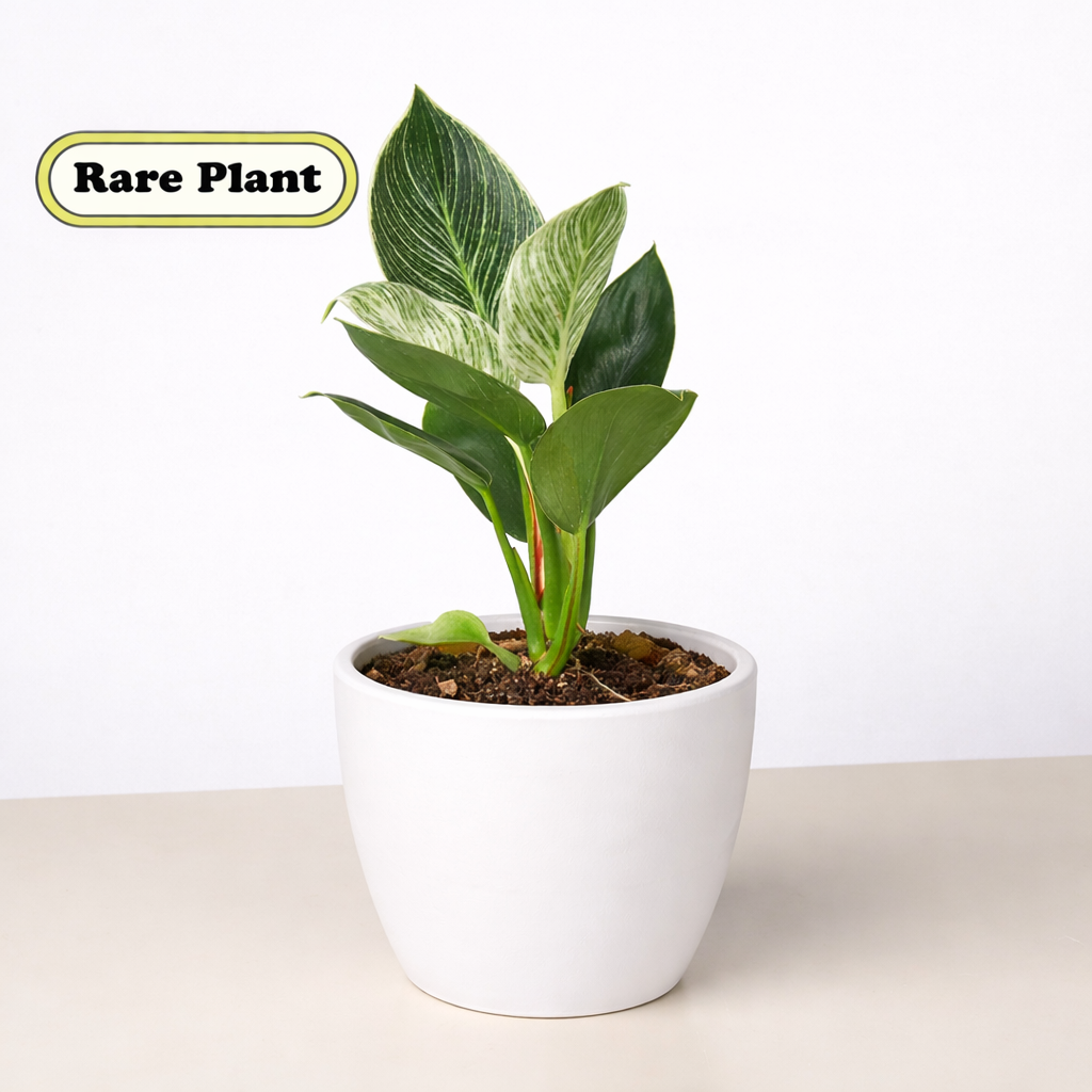 Philodendron 'Birkin' – view 9