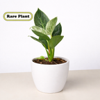 Philodendron 'Birkin' – view 9