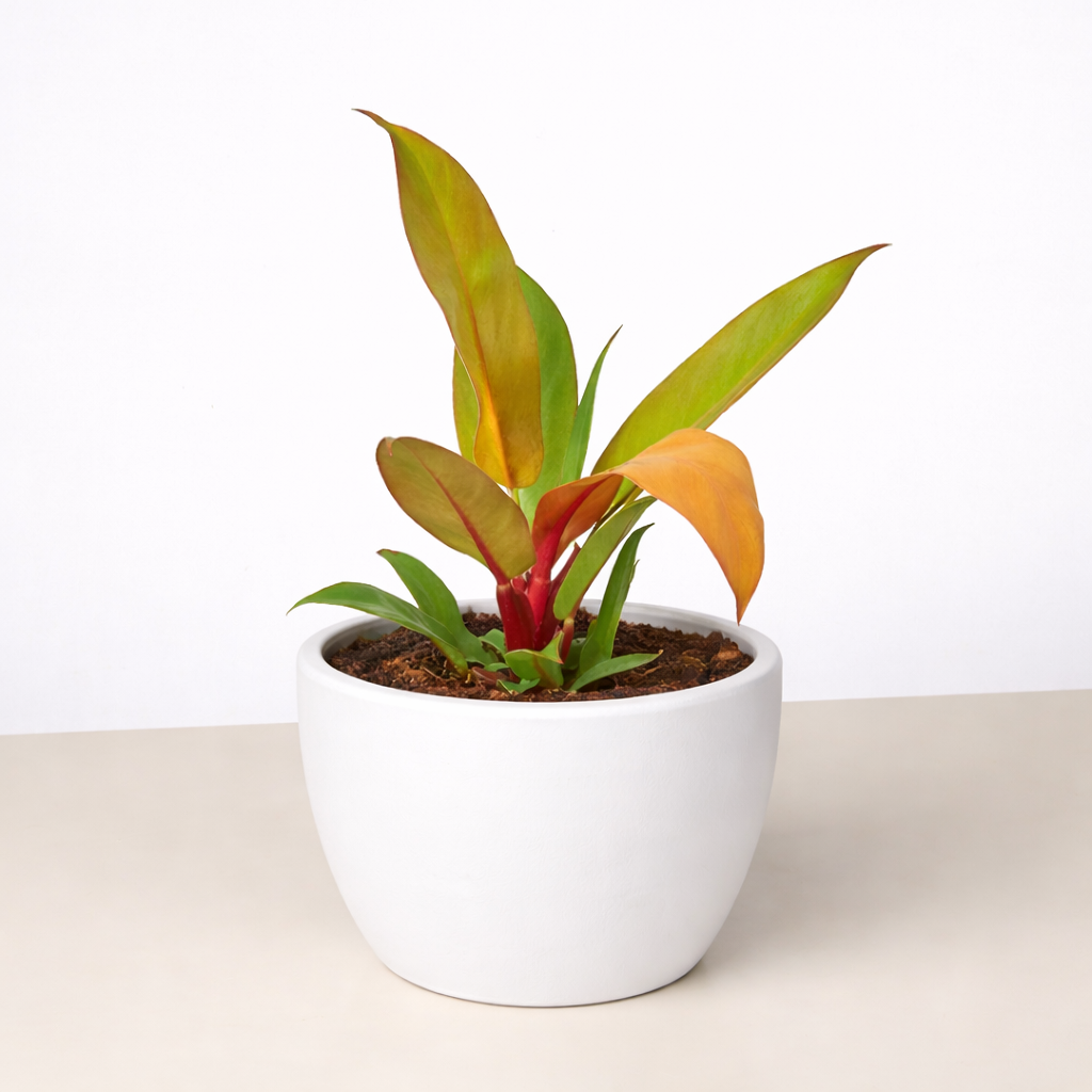Philodendron 'Prince of Orange' – view 8