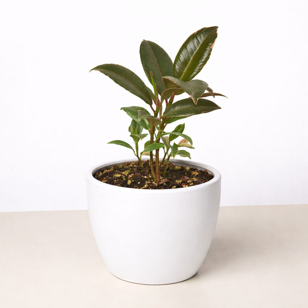 Ficus Elastica 'Tineke' – view 12