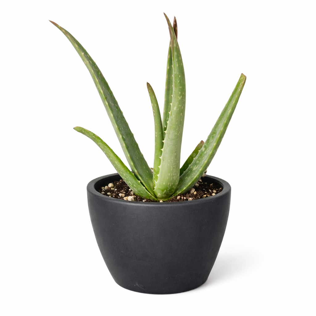 Aloe Vera – view 9