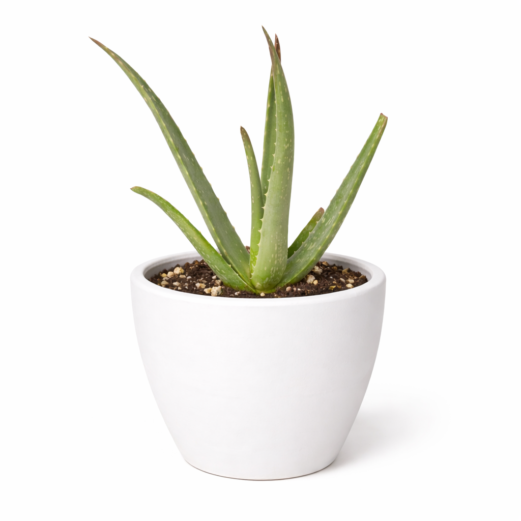 Aloe Vera – view 10