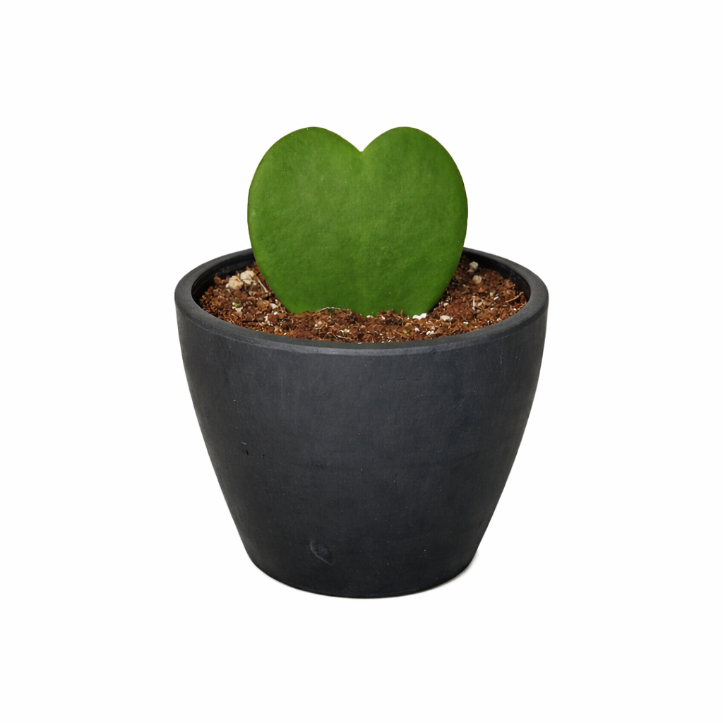 Hoya Sweetheart – view 8
