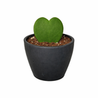 Hoya Sweetheart – view 8