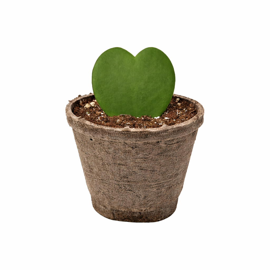 Hoya Sweetheart – view 9