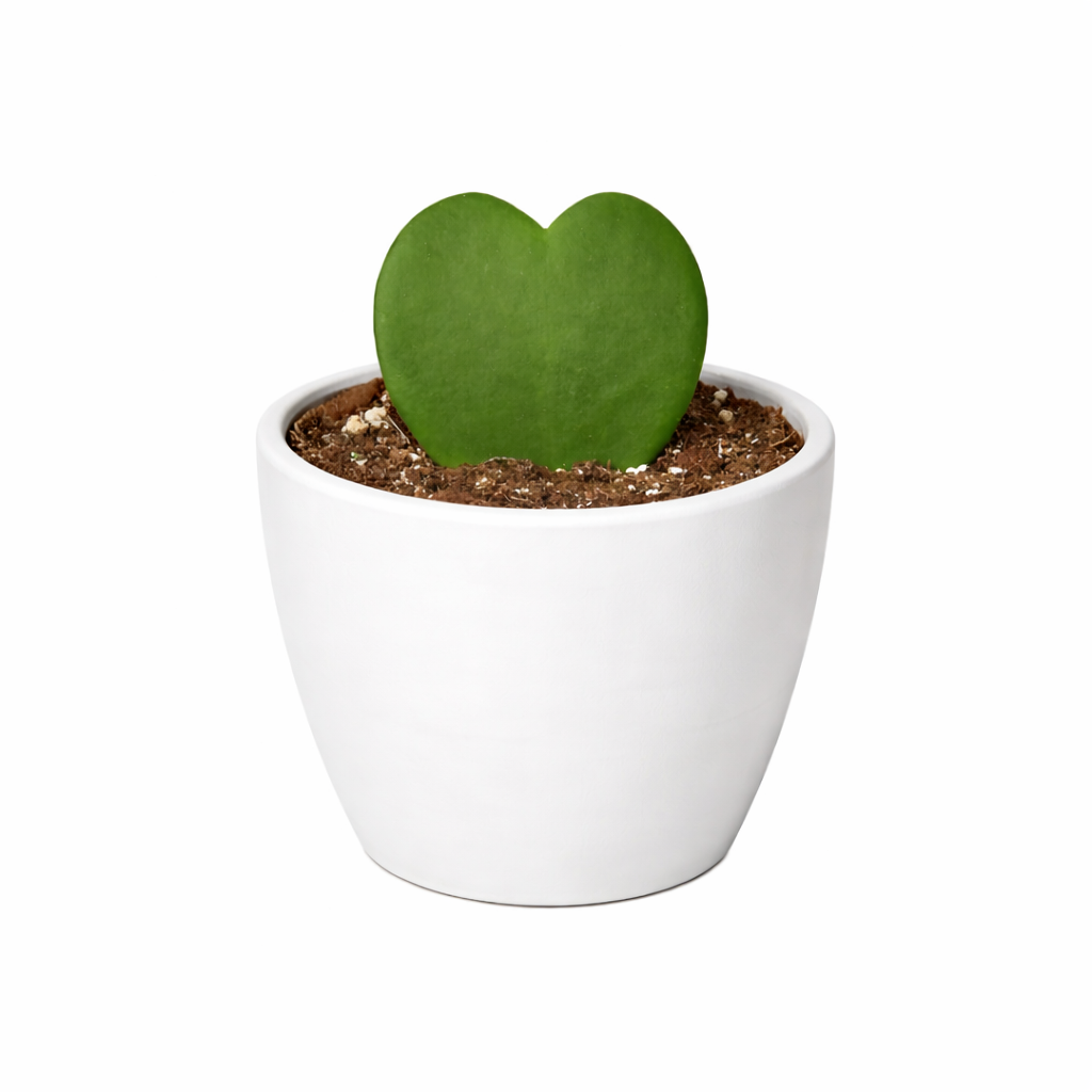 Hoya Sweetheart – view 10