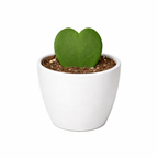 Hoya Sweetheart – view 10
