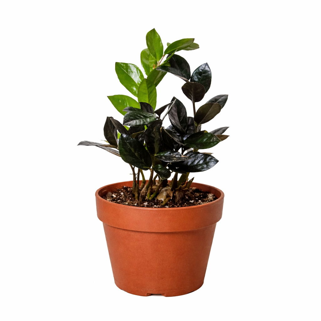 ZZ Zamioculcas 'Black Queen' – view 7