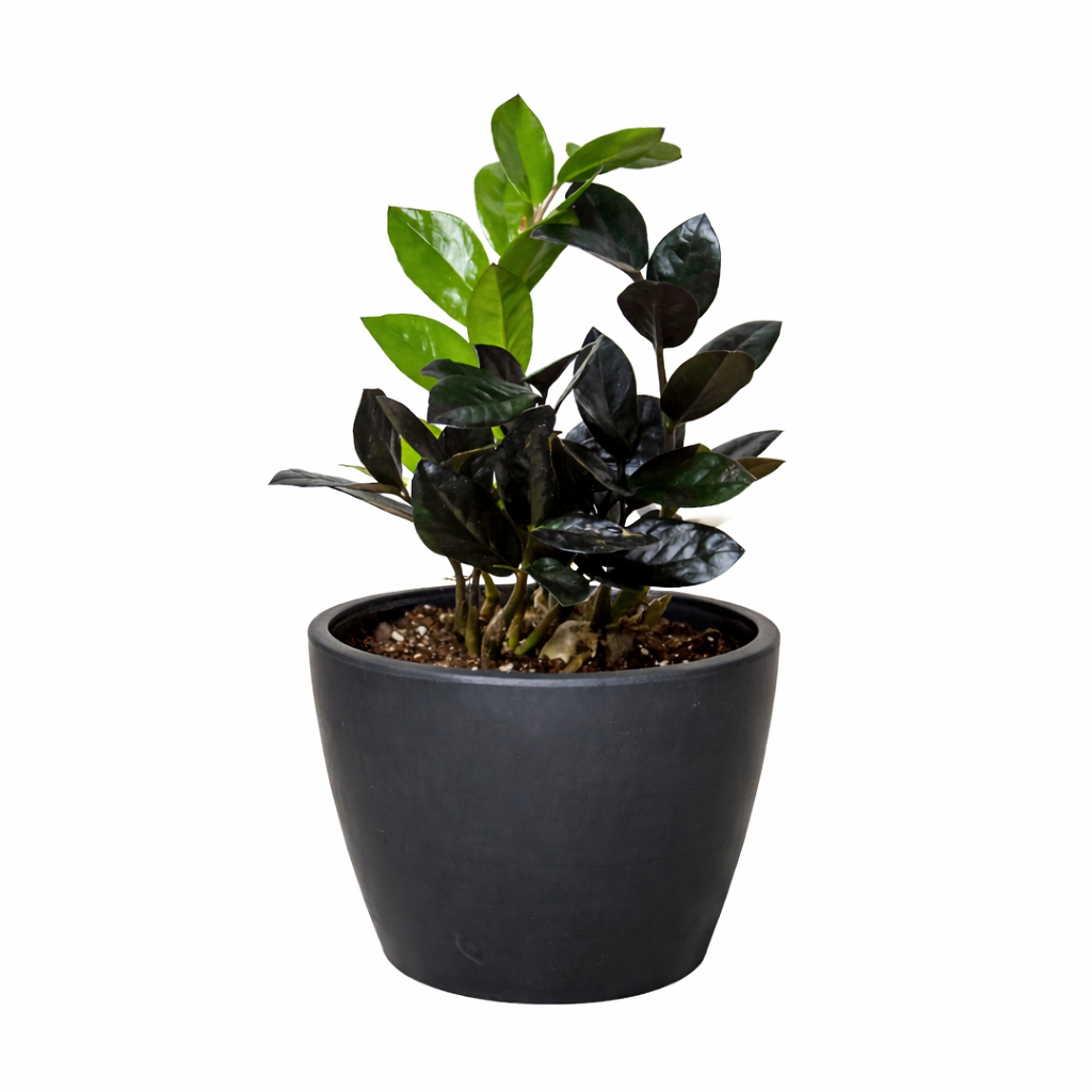 ZZ Zamioculcas 'Black Queen' – view 8