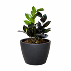 ZZ Zamioculcas 'Black Queen' – view 8