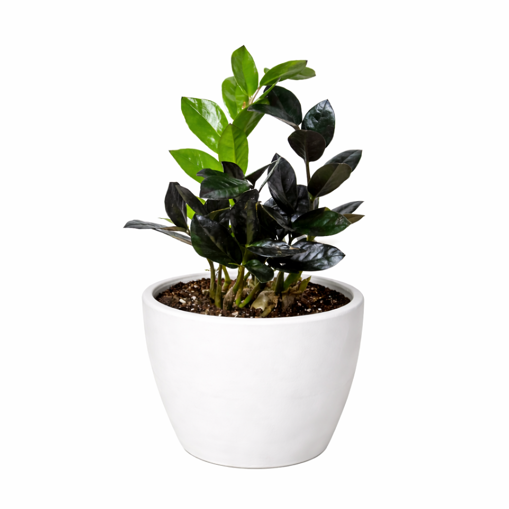 ZZ Zamioculcas 'Black Queen' – view 9