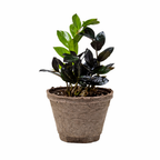 ZZ Zamioculcas 'Black Queen' – view 10