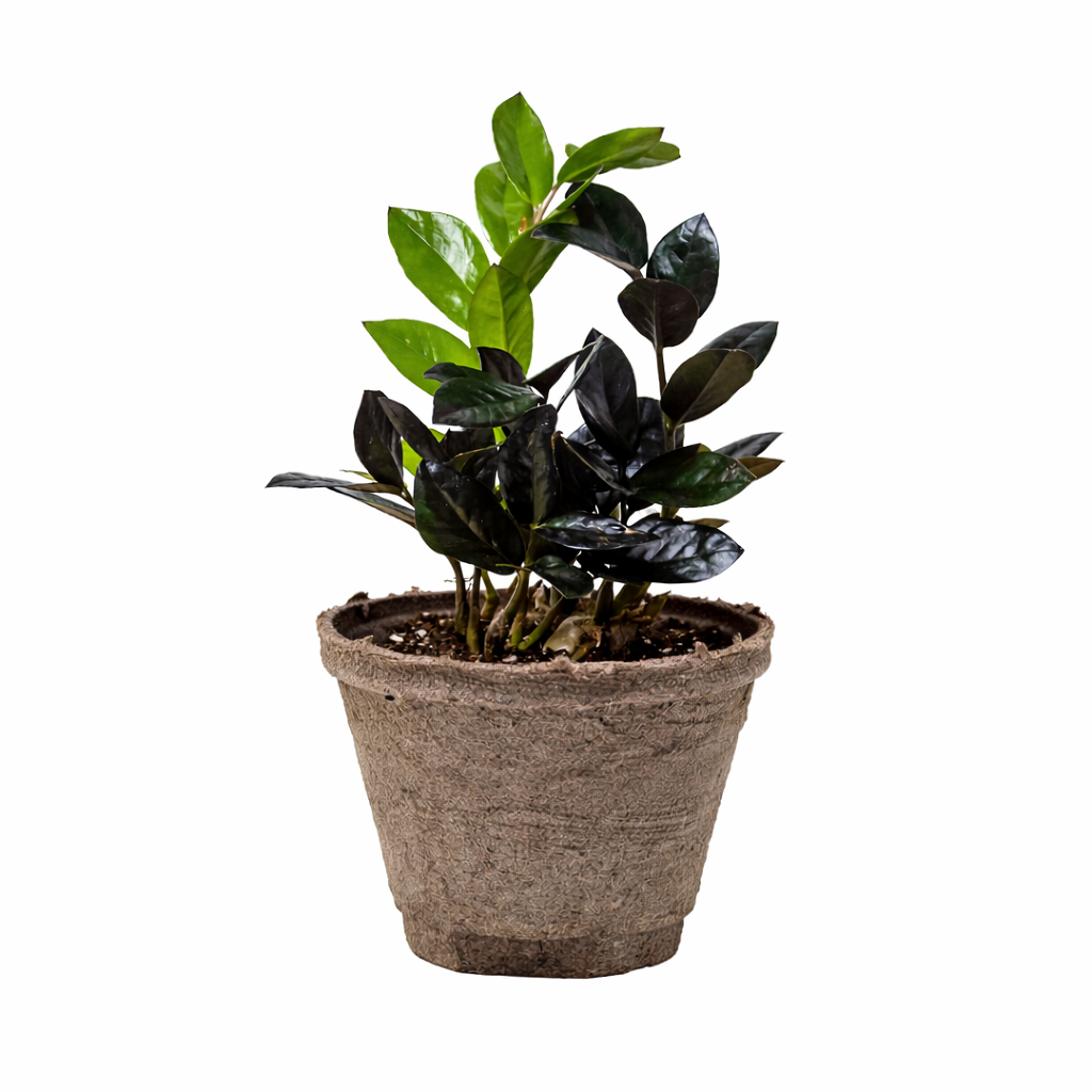 ZZ Zamioculcas 'Black Queen' – view 10