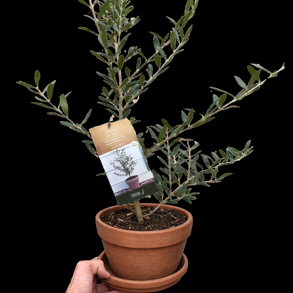 Common Olive Tree (Olea europaea) – view 7