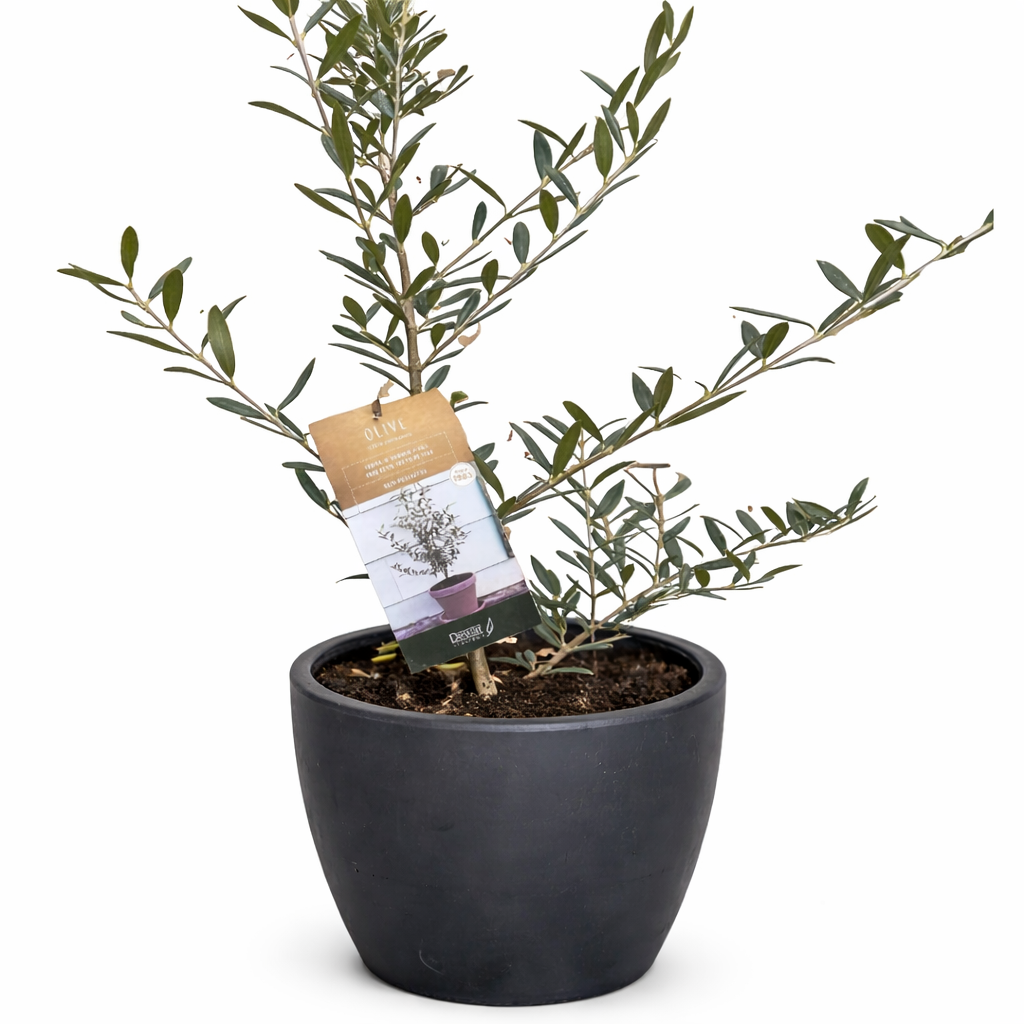 Common Olive Tree (Olea europaea) – view 8