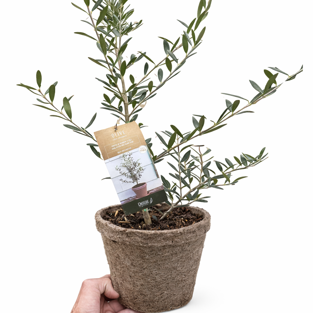 Common Olive Tree (Olea europaea) – view 10