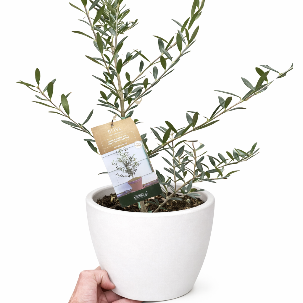 Common Olive Tree (Olea europaea) – view 9