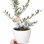 Common Olive Tree (Olea europaea) – view 9